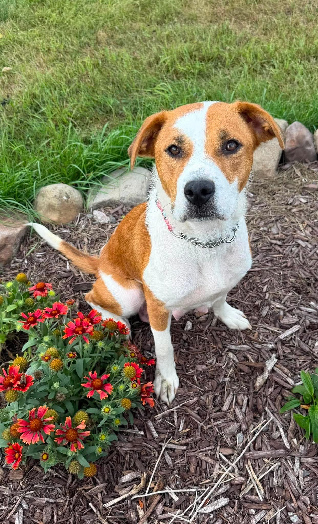 Enlarge Mama Nova Sky, a Adoptable mixed breed in Duluth, MN image 2/3