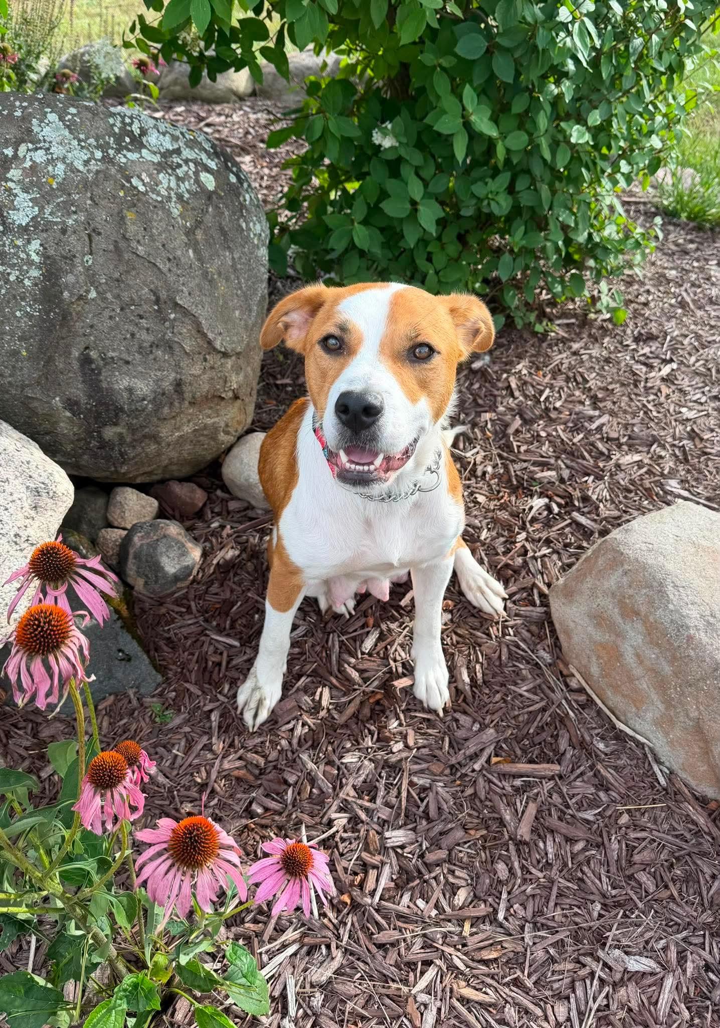Enlarge Mama Nova Sky, a Adoptable mixed breed in Duluth, MN image 3/3