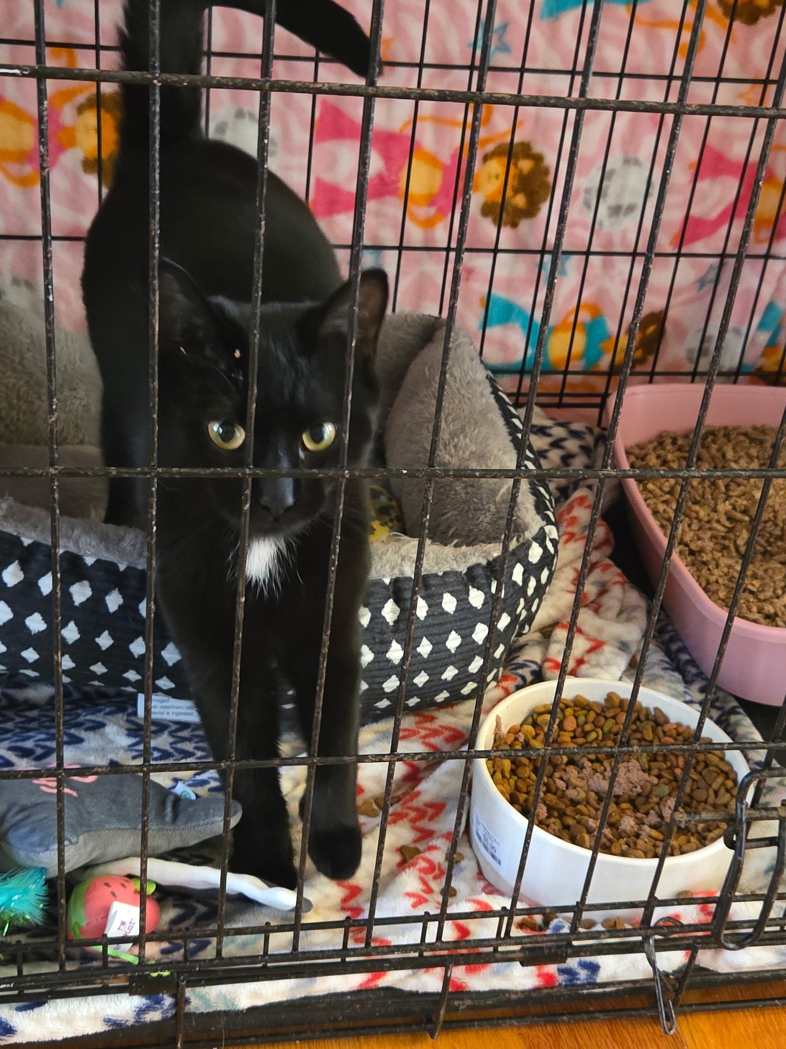 Honey, Adopted, Kitten Female Domestic Short Hair.