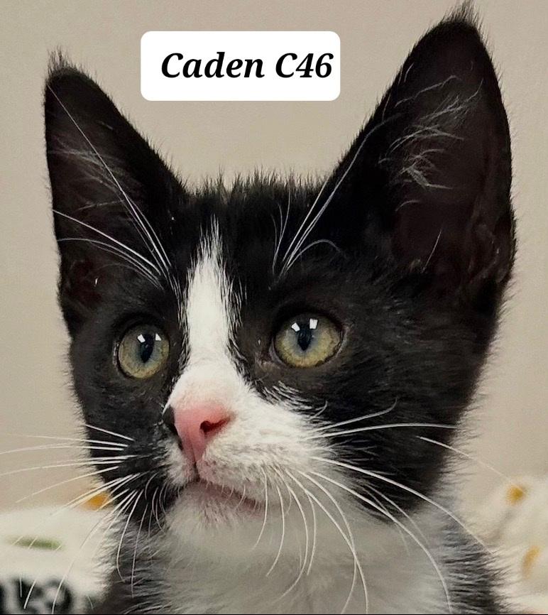 Caden, adopted, Kitten Male Domestic Short Hair.