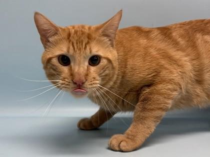 Tiger, Adoptable, Adult Male Domestic Short Hair & Domestic Short Hair.