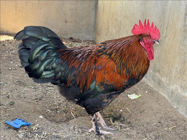 RHODE ISLAND RED, Adoptable, Young Male Chicken.