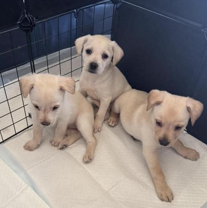 Casper, Adoptable, Puppy Female Goldendoodle.
