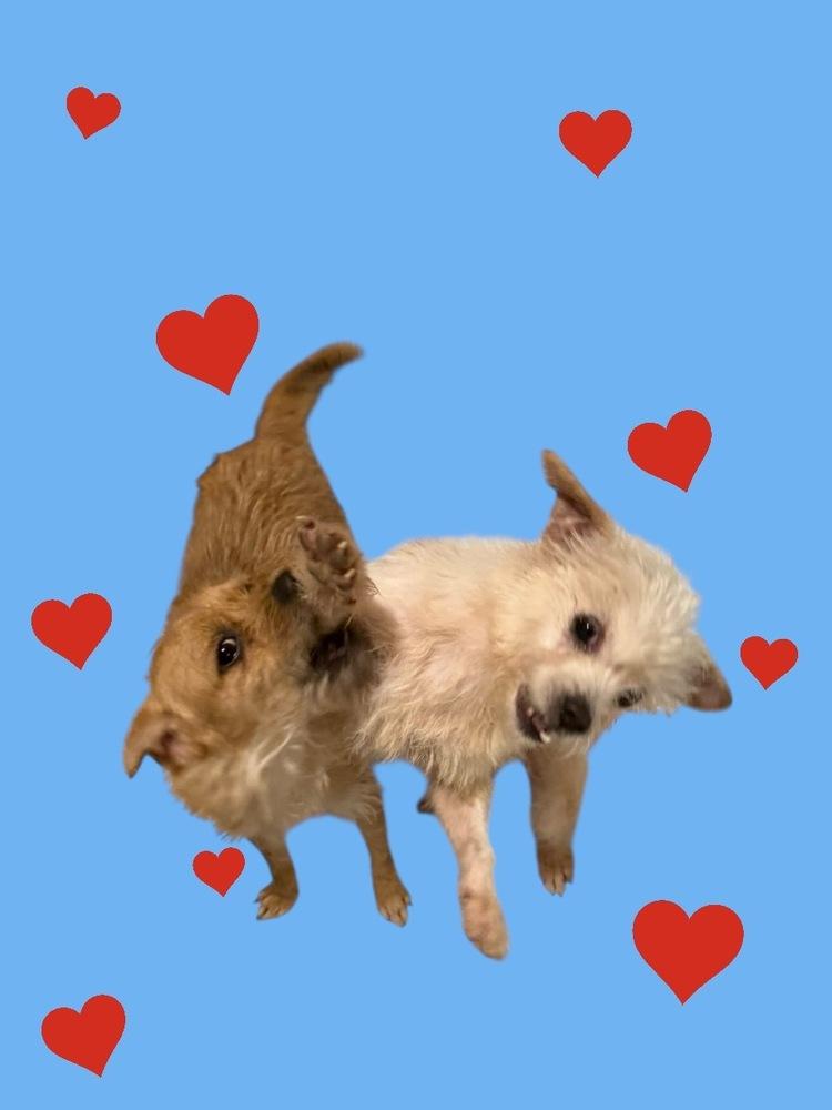 Enlarge Buck, a Adoptable mixed breed in Cheektowaga, NY image 1/2