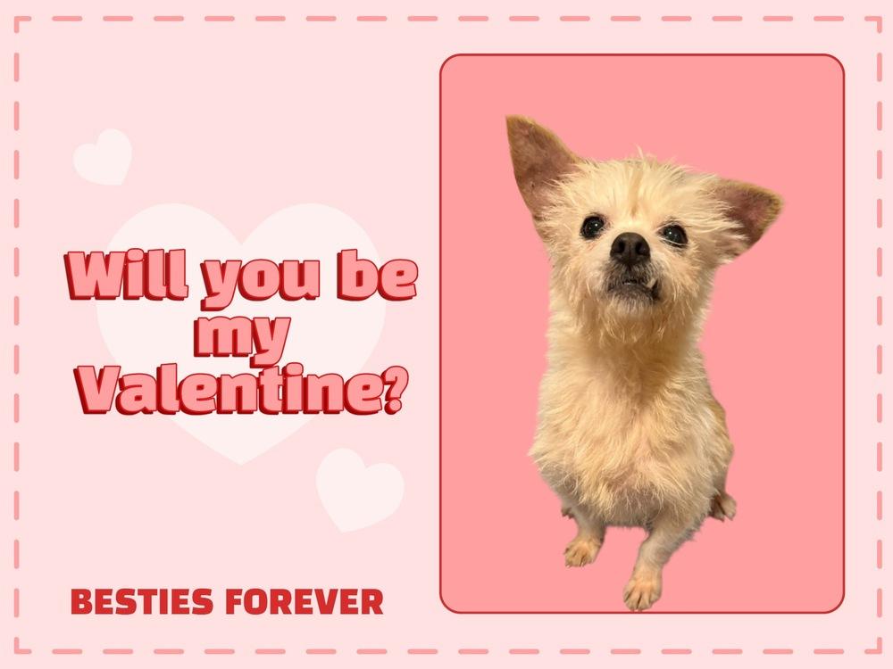 Enlarge Buck, a Adoptable mixed breed in Cheektowaga, NY image 2/2