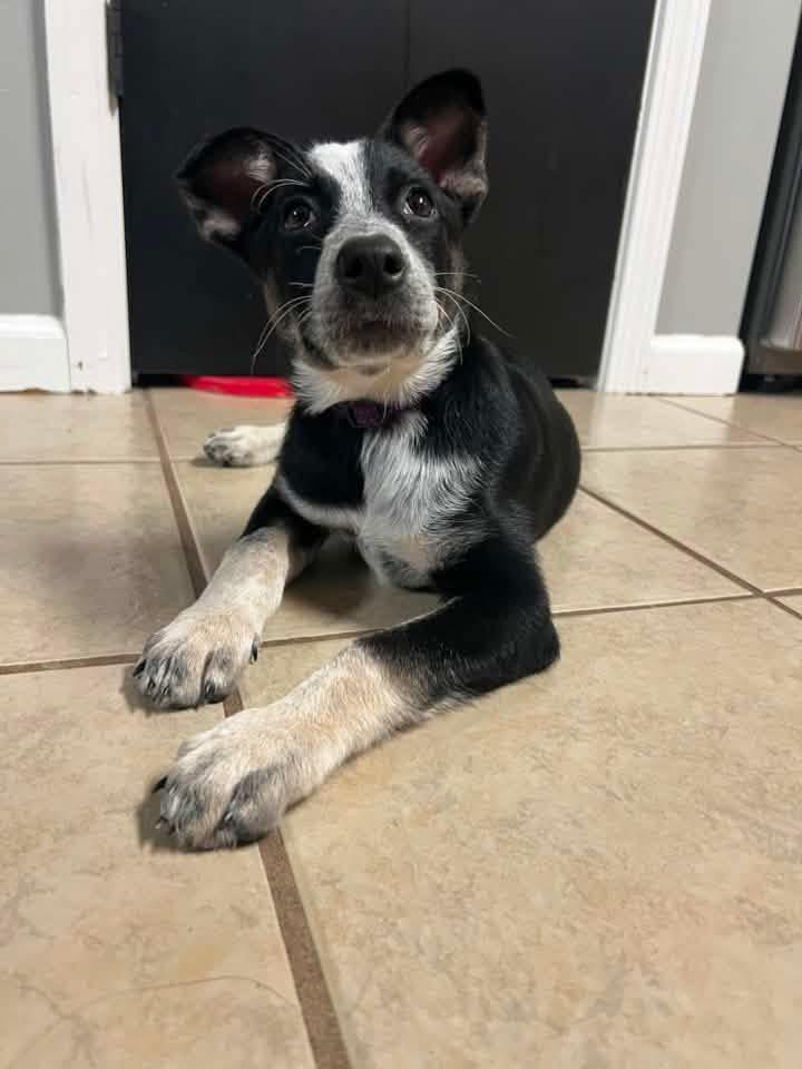 Enlarge Petra, a Adopted mixed breed in Manhattan, KS image 5/5