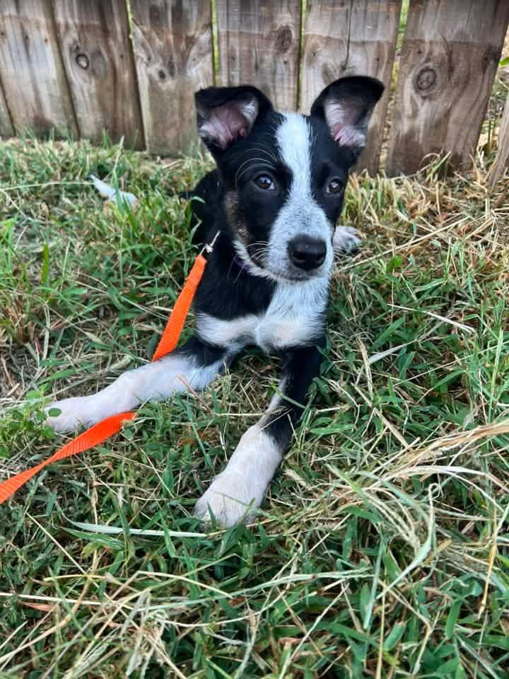 Enlarge Petra, a Adopted mixed breed in Manhattan, KS image 1/5