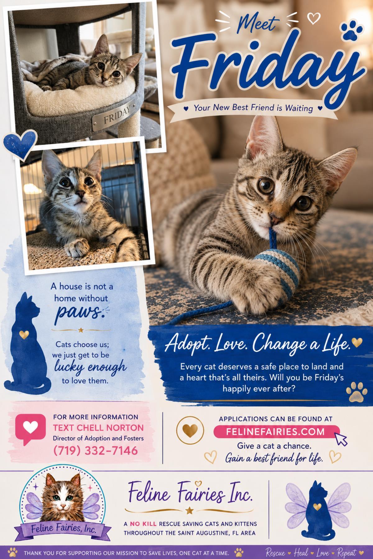 Friday, Adoptable, Young Male Domestic Short Hair & Tabby.