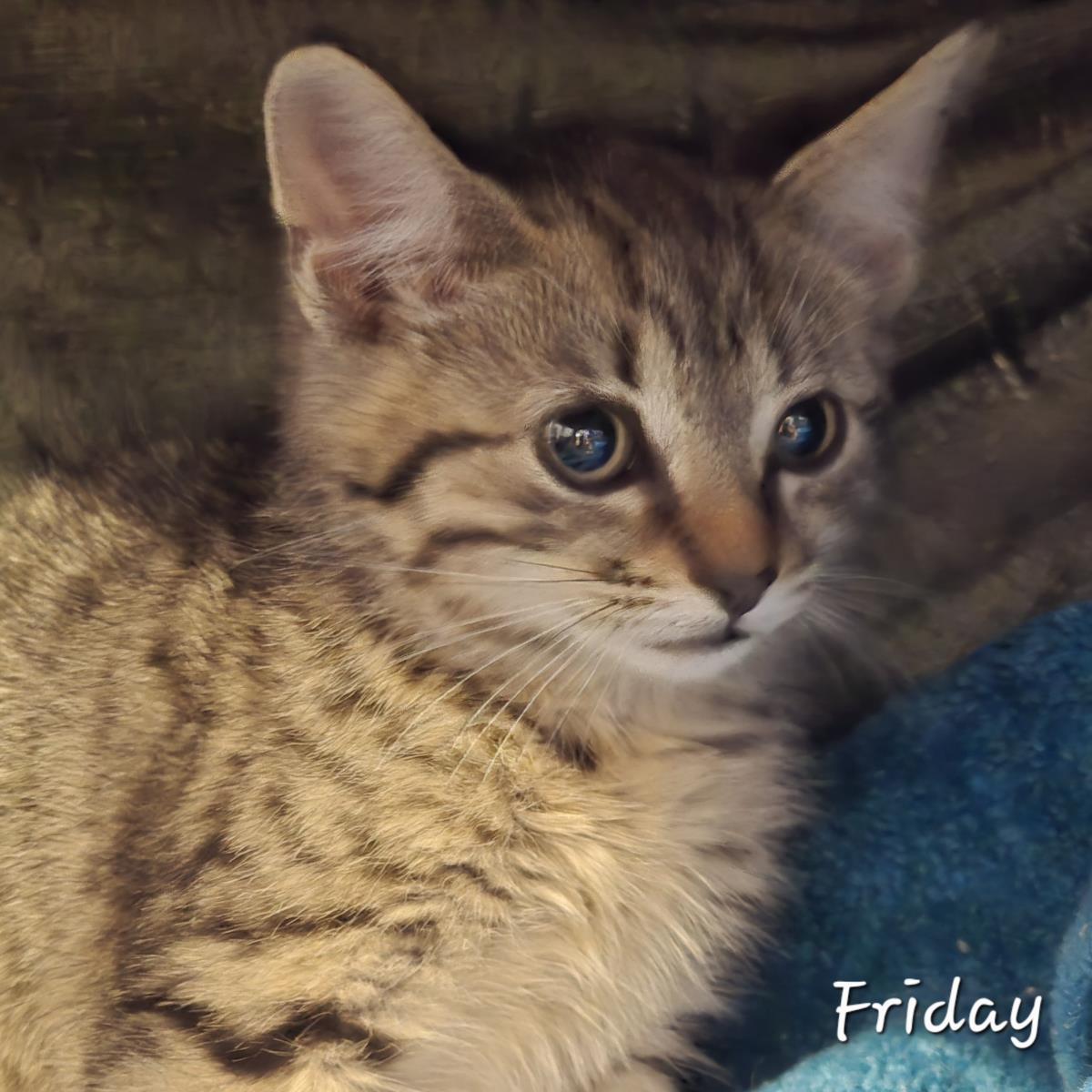 Friday, Adoptable, Young Male Domestic Short Hair & Tabby.