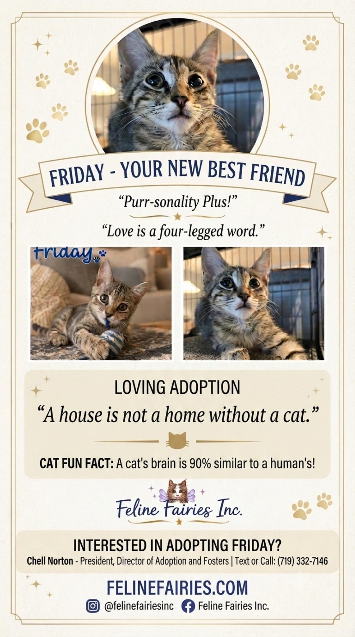 Friday, a Adoptable mixed breed in St. Augustine, FL image 2/4