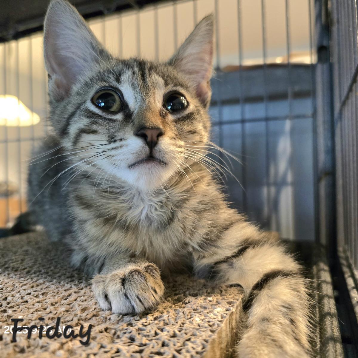 Friday, a Adoptable mixed breed in St. Augustine, FL image 3/4