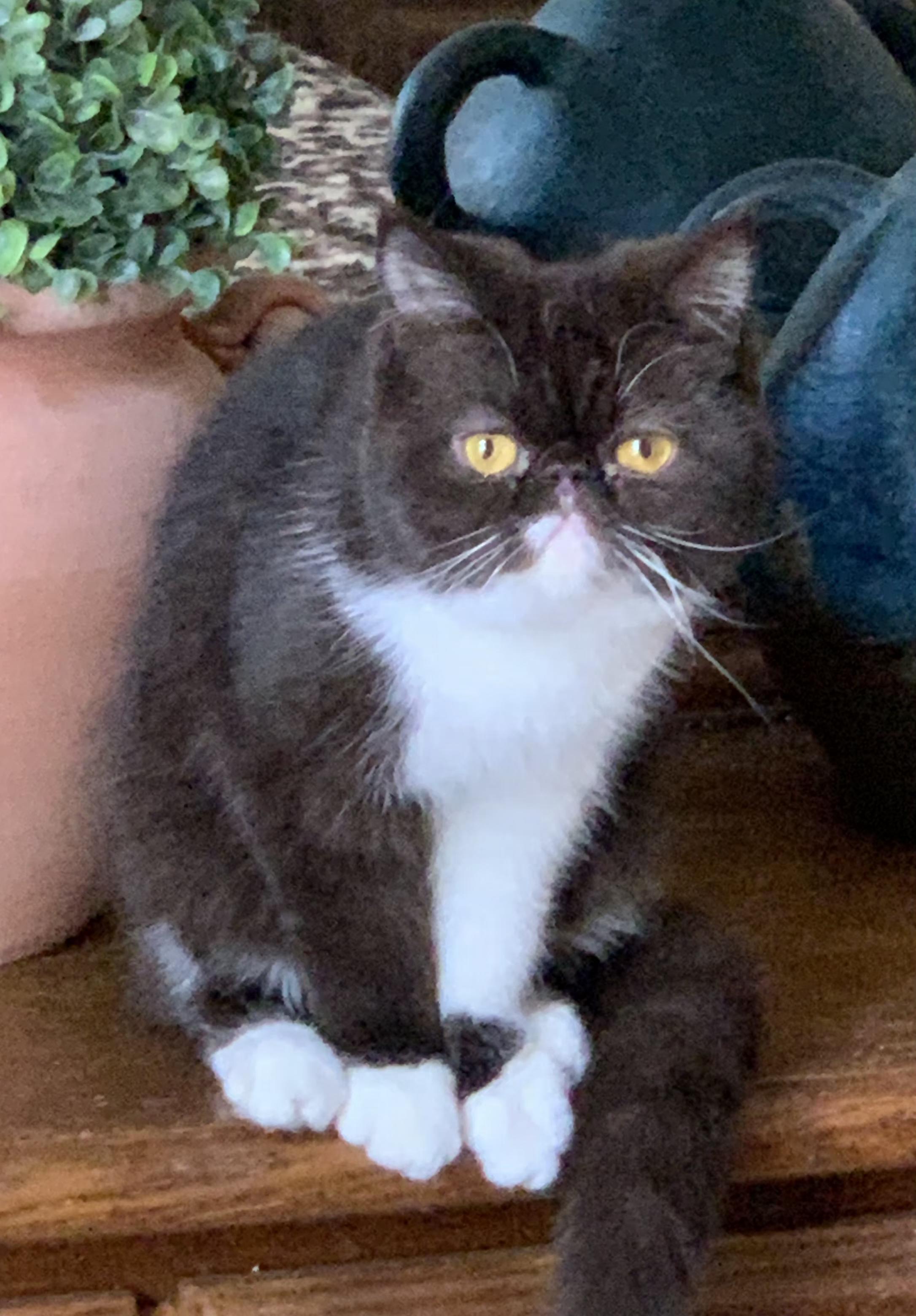 Enlarge Daisy , an adopted Exotic Shorthair in Indianapolis, IN image 1/1