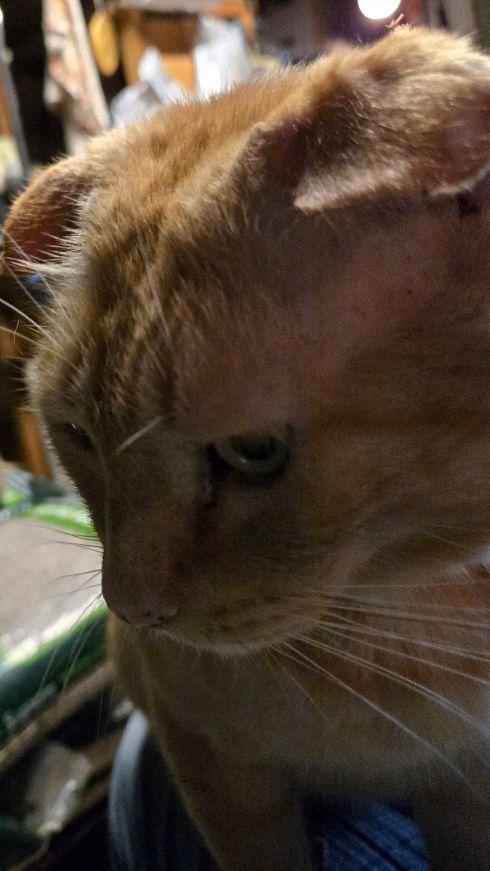 Enlarge Tommy Tom-Tom, an adopted Domestic Short Hair in Belvidere, NJ image 3/5
