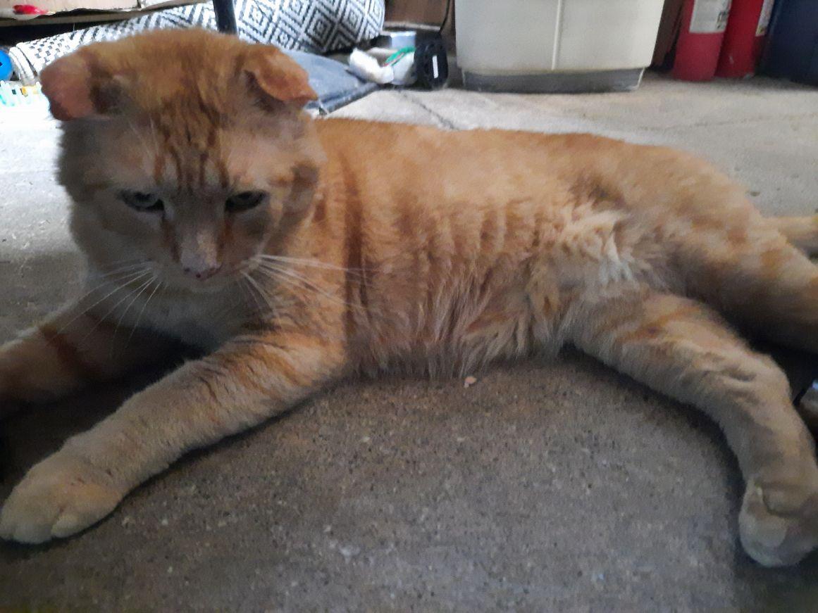 Enlarge Tommy Tom-Tom, an adopted Domestic Short Hair in Belvidere, NJ image 1/5