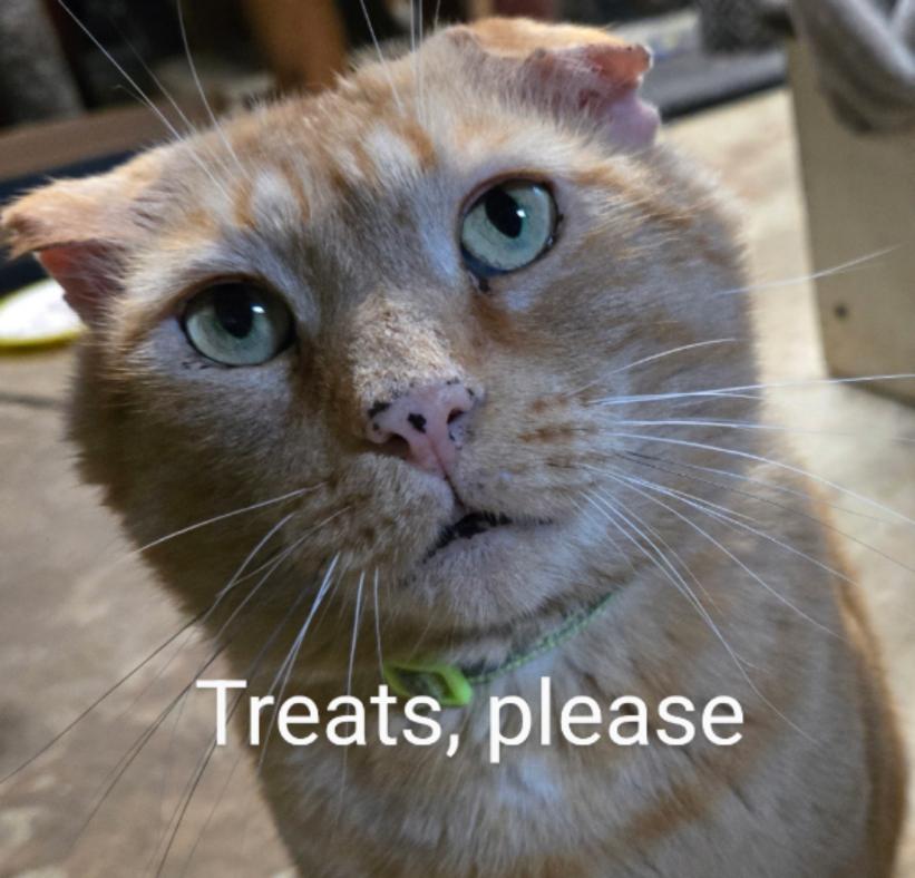 Enlarge Tommy Tom-Tom, an adopted Domestic Short Hair in Belvidere, NJ image 2/5