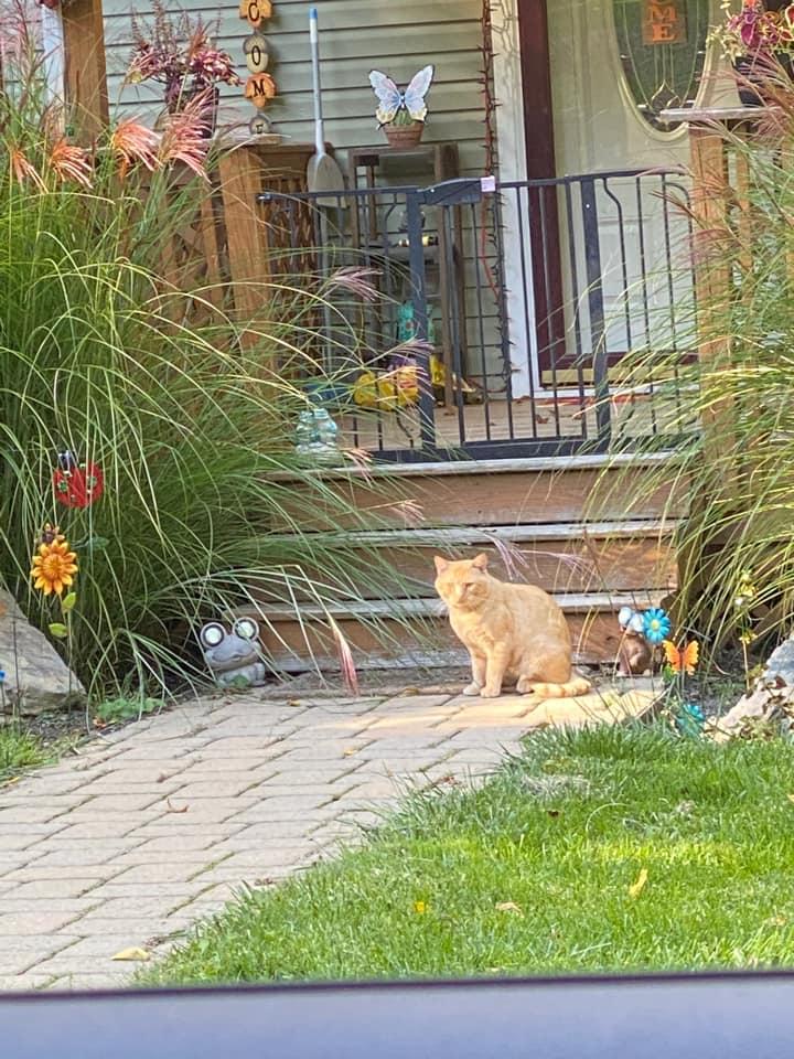 Enlarge Tommy Tom-Tom, an adopted Domestic Short Hair in Belvidere, NJ image 4/5