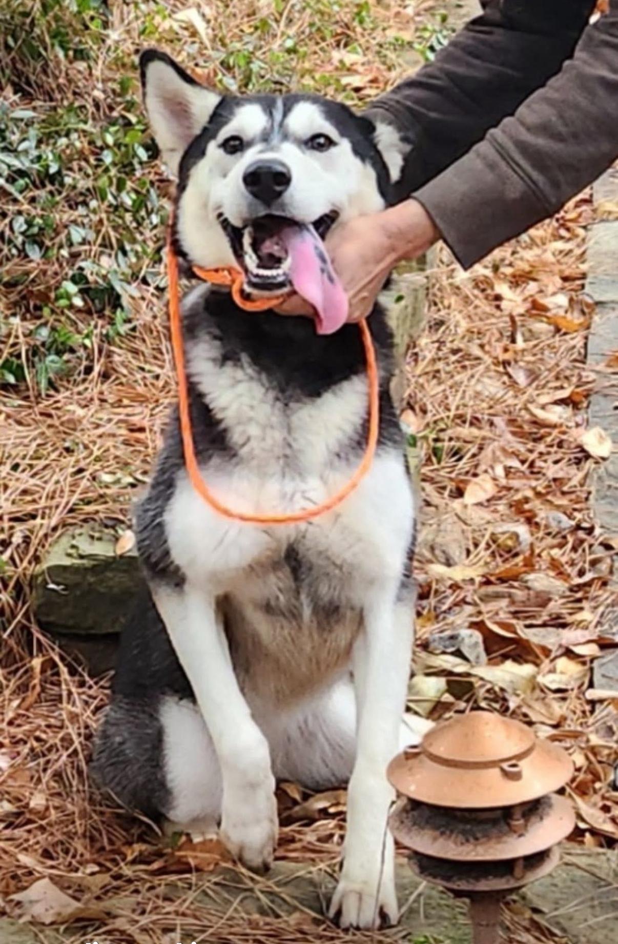 Aspen Lane, Adoptable, Adult Female Siberian Husky.