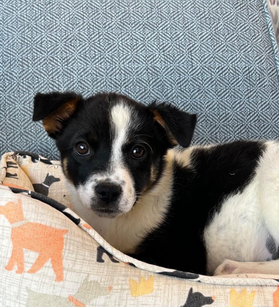 Enlarge Leara, a Adoptable mixed breed in Cottonwood, AZ image 1/1