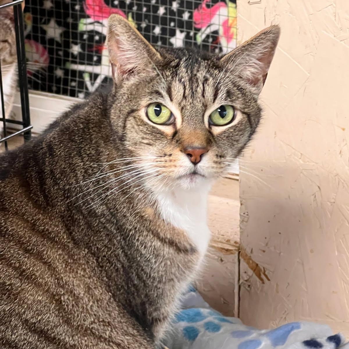 Enlarge Squishy, a ADOPTABLE Domestic Short Hair in Sherwood, OR image 2/3