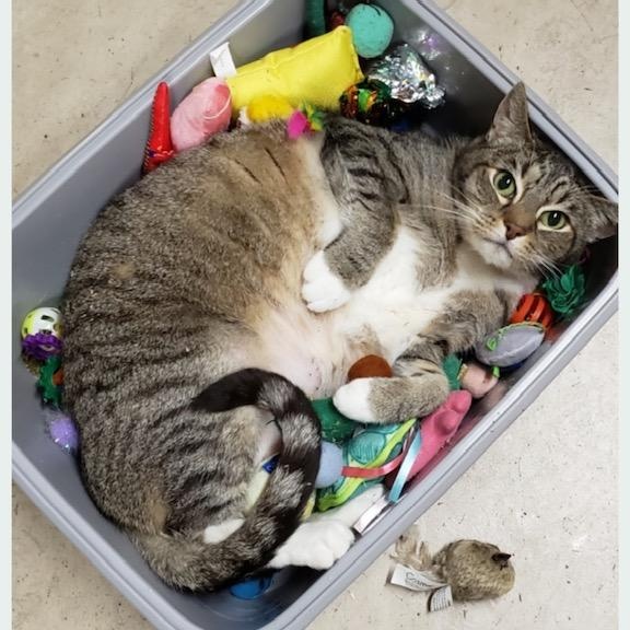 Squishy, ADOPTABLE, Adult Male Domestic Short Hair.
