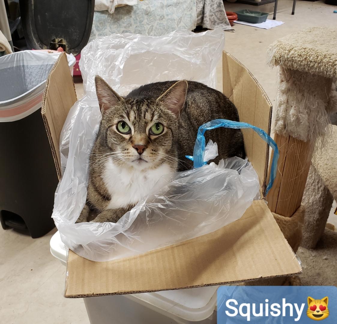 Enlarge Squishy, a ADOPTABLE Domestic Short Hair in Sherwood, OR image 3/3
