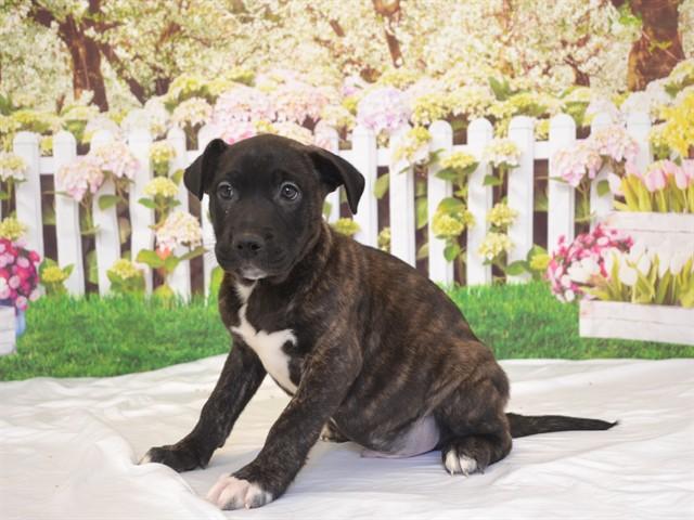 MR WICKHAM, Adoptable, Puppy Male Pit Bull Terrier & Mixed Breed.
