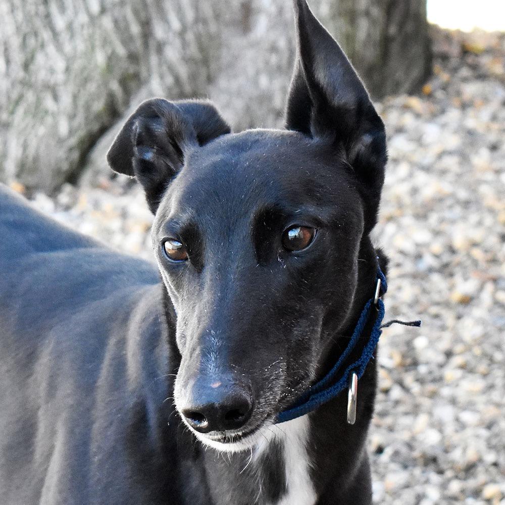 Olly, a ADOPTABLE Greyhound in Ware, MA image 1/4