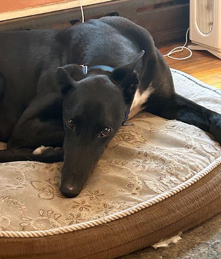 Olly, a ADOPTABLE Greyhound in Ware, MA image 4/4