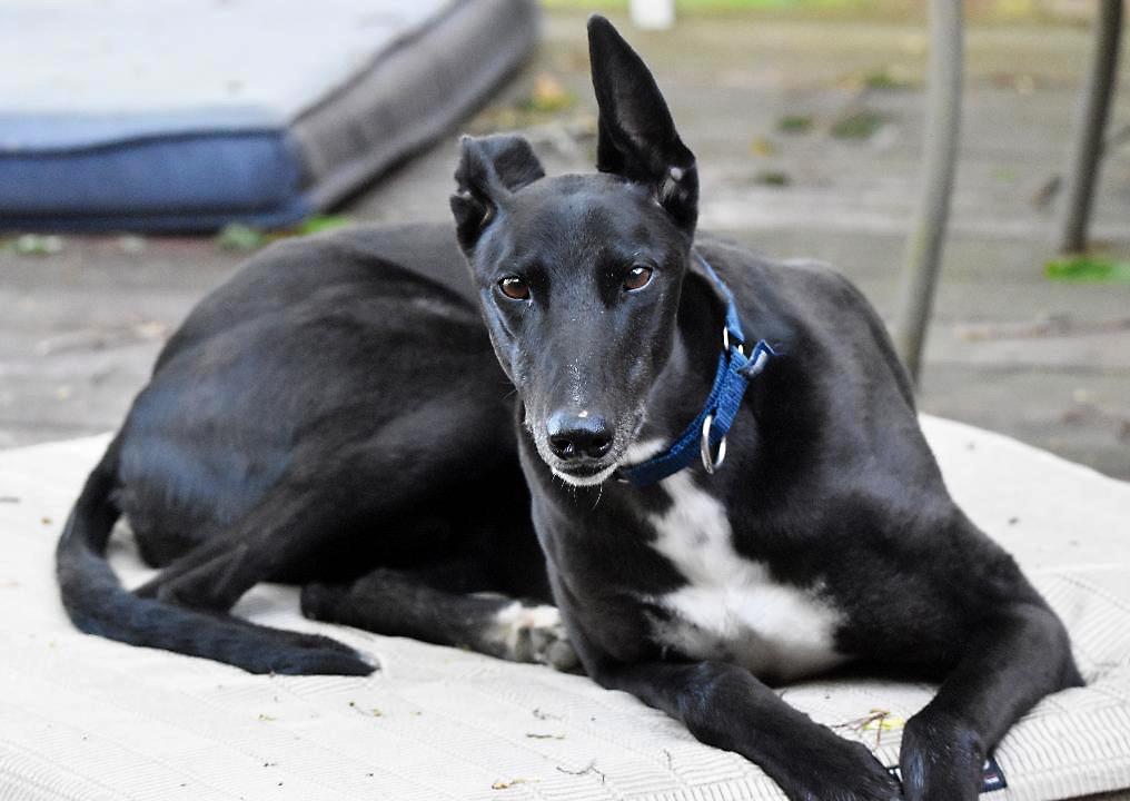 Olly, a ADOPTABLE Greyhound in Ware, MA image 3/4
