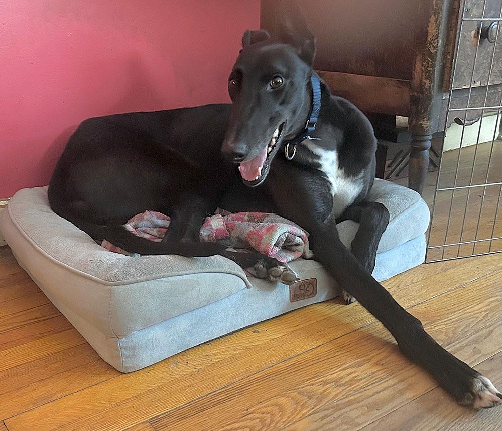 Olly, a ADOPTABLE Greyhound in Ware, MA image 2/4