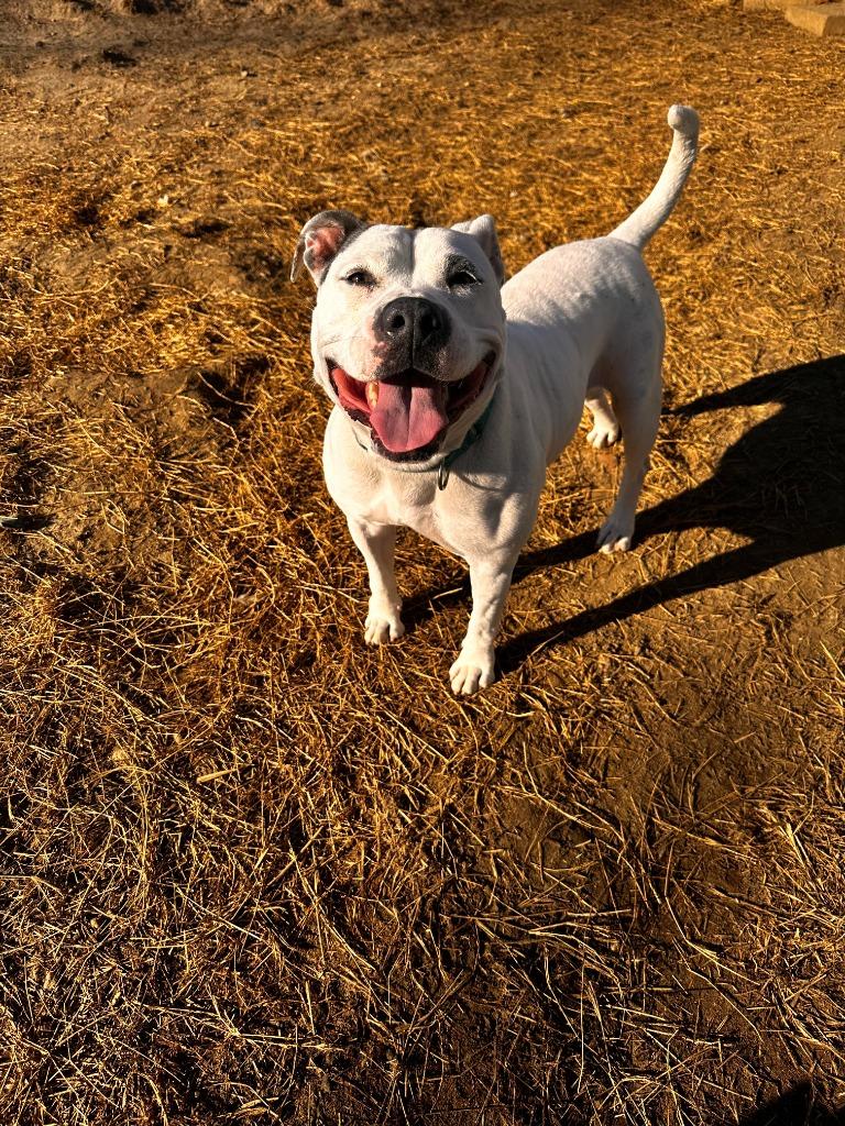 DIXIE, a Adoptable American Bulldog in Marianna, FL image 1/5