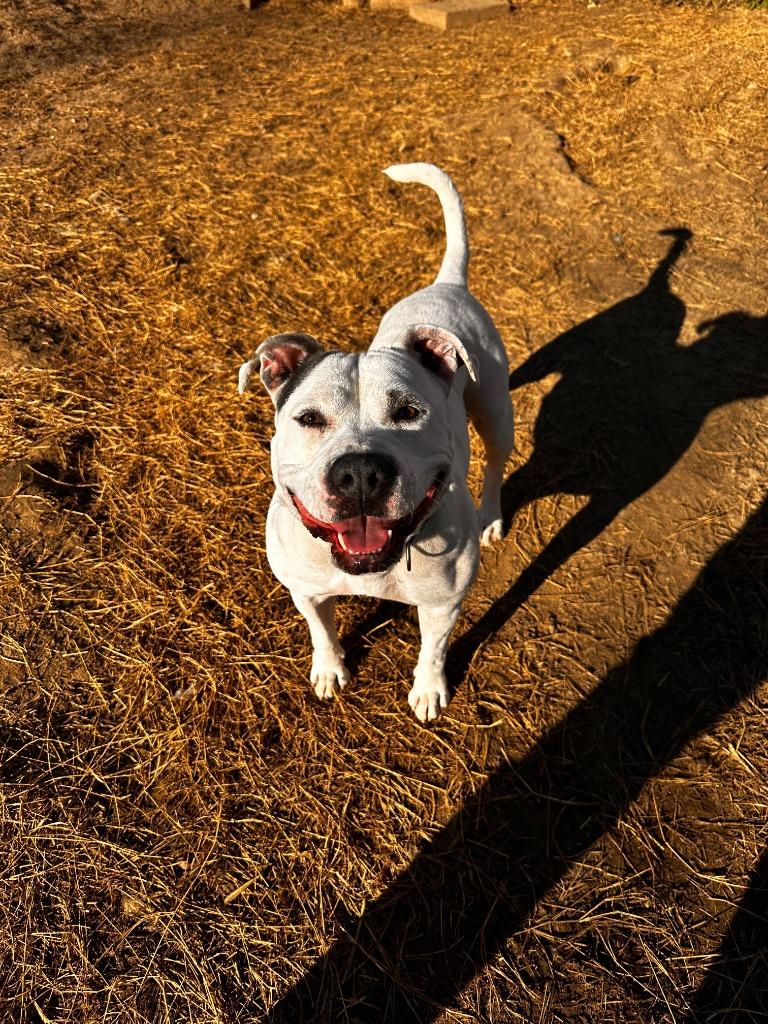 DIXIE, a Adoptable American Bulldog in Marianna, FL image 2/5
