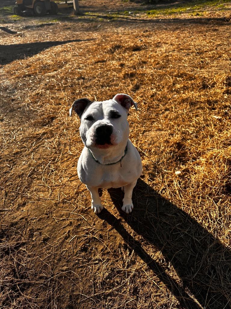 DIXIE, a Adoptable American Bulldog in Marianna, FL image 3/5