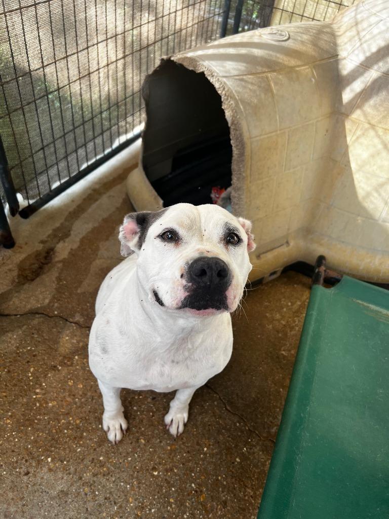 DIXIE, a Adoptable American Bulldog in Marianna, FL image 5/5