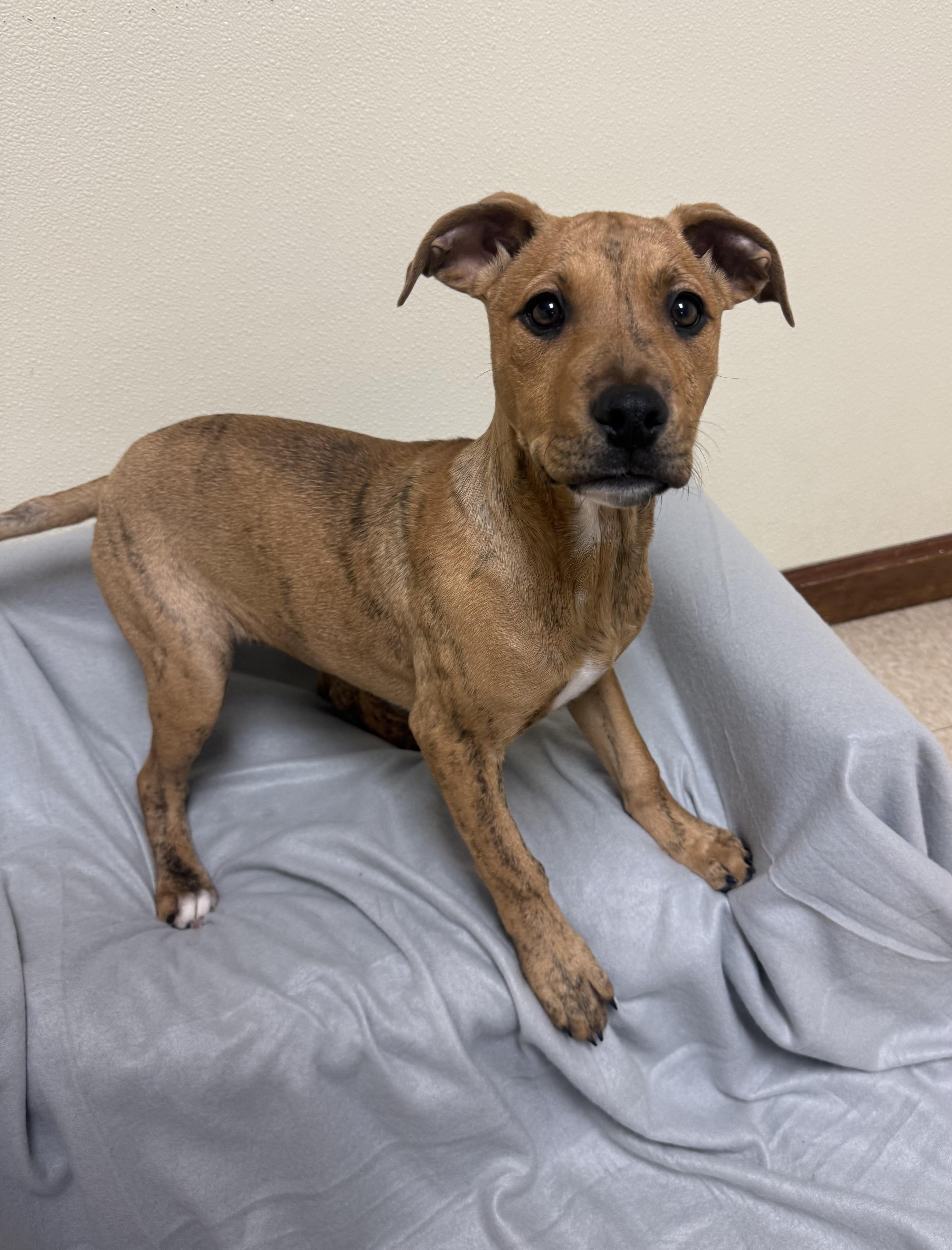 Enlarge Charm, a ADOPTABLE mixed breed in Douglas, MA image 2/4