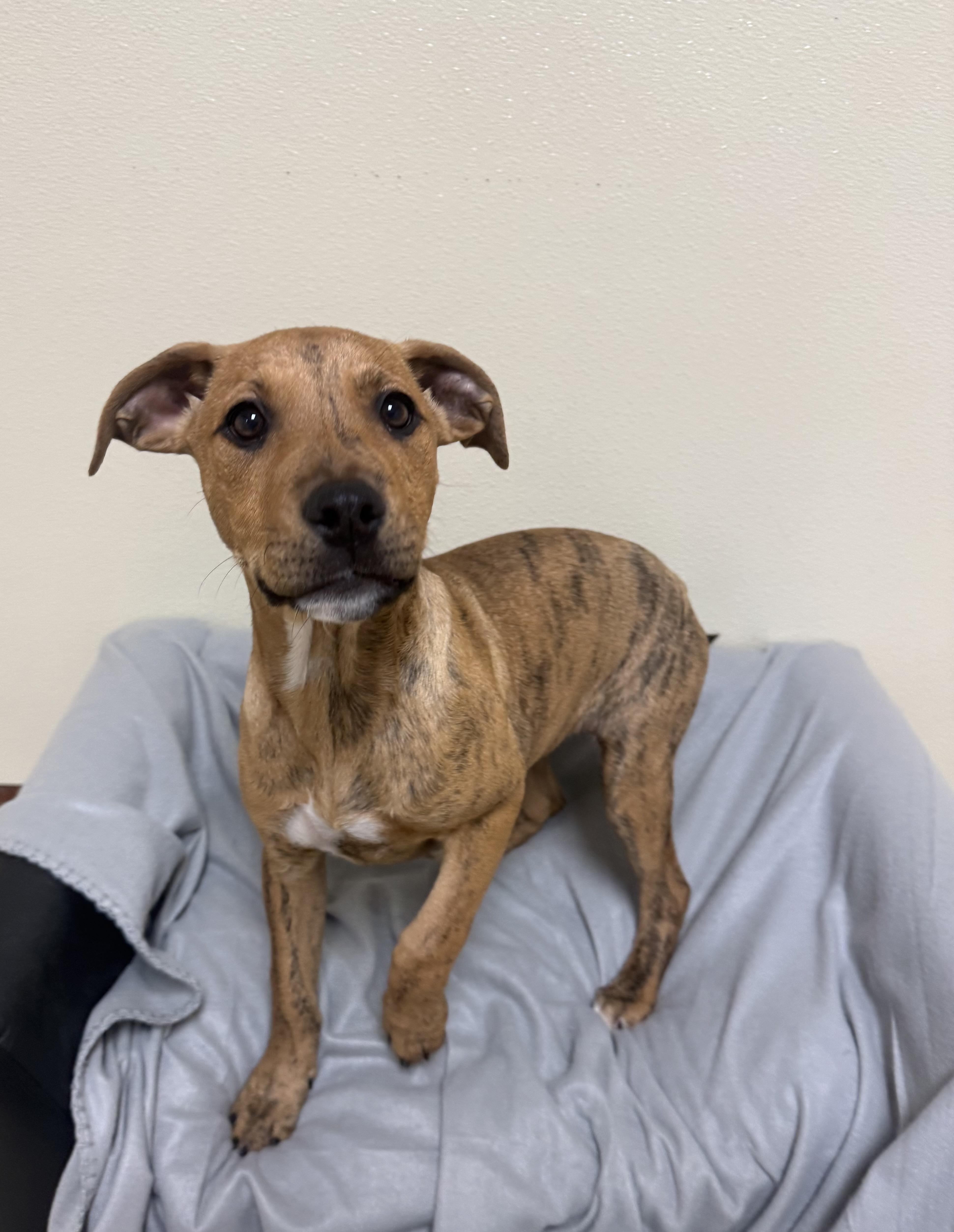 Enlarge Charm, a ADOPTABLE mixed breed in Douglas, MA image 3/4