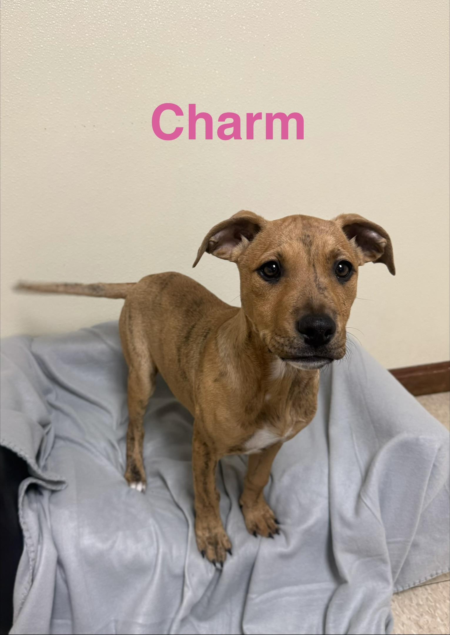Charm, ADOPTABLE, Puppy Female Mixed Breed.