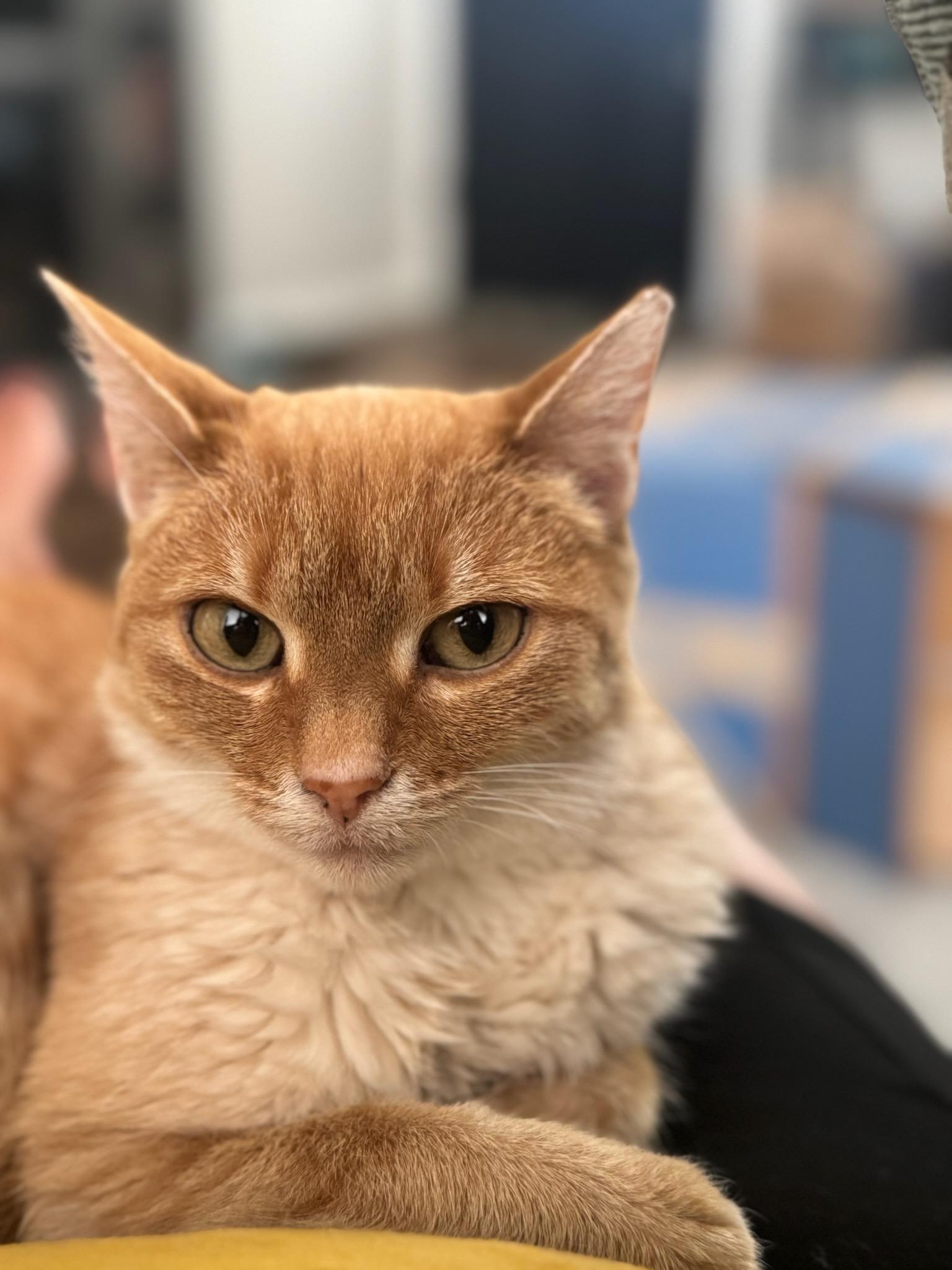 Enlarge Amy, a Adoptable Domestic Short Hair in Pittsburgh, PA image 2/6