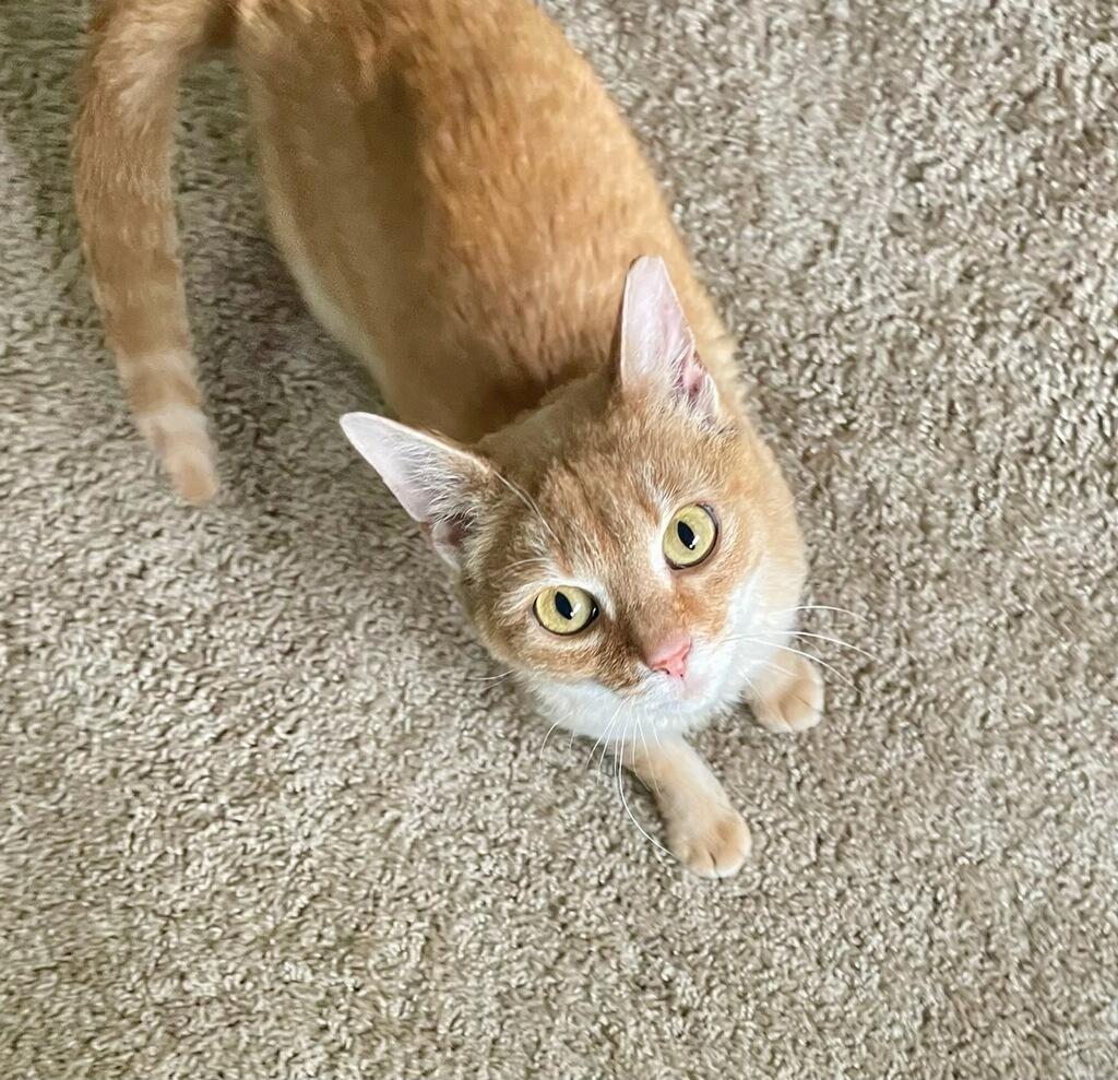 Enlarge Amy, a Adoptable Domestic Short Hair in Pittsburgh, PA image 3/6