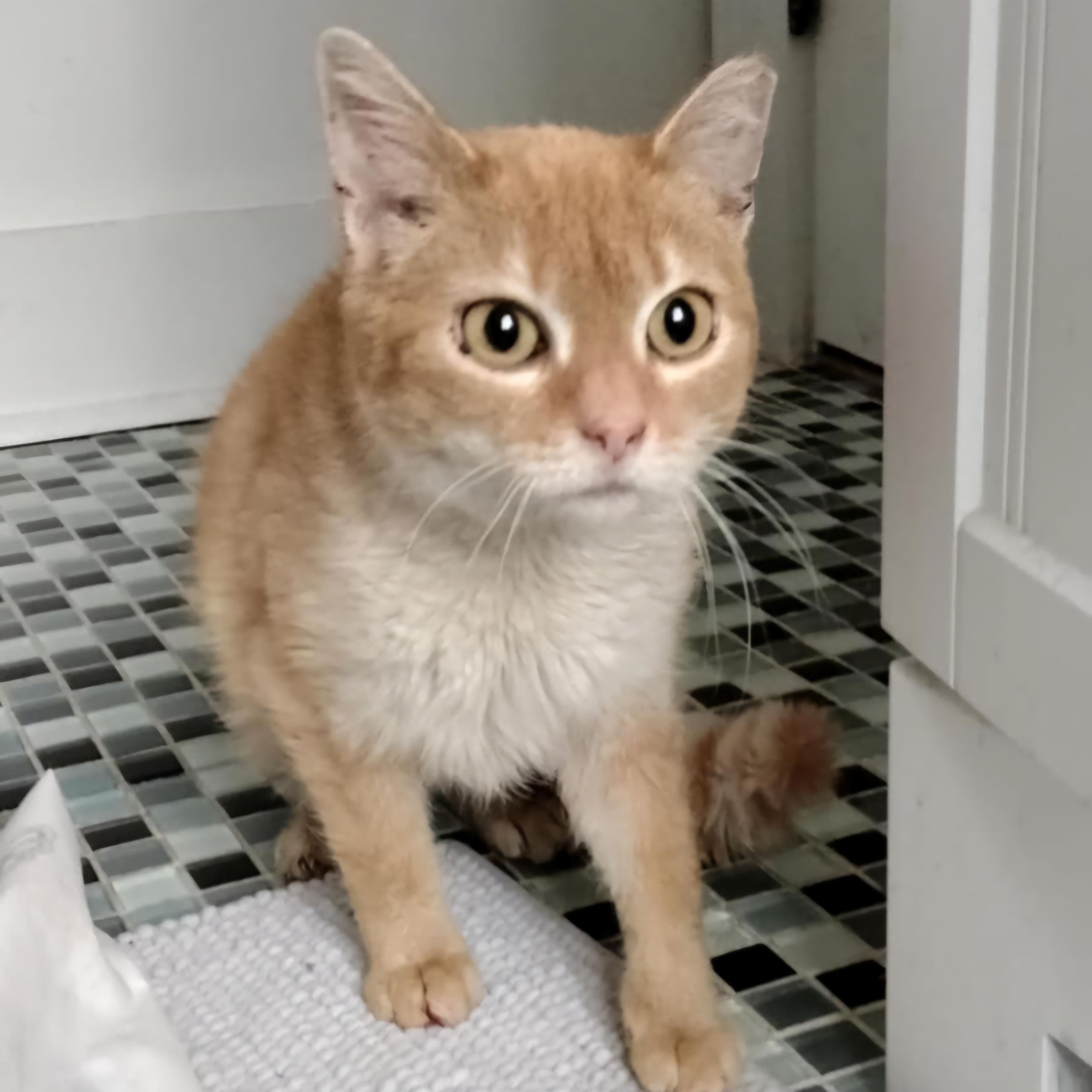 Enlarge Amy, a Adoptable Domestic Short Hair in Pittsburgh, PA image 1/6