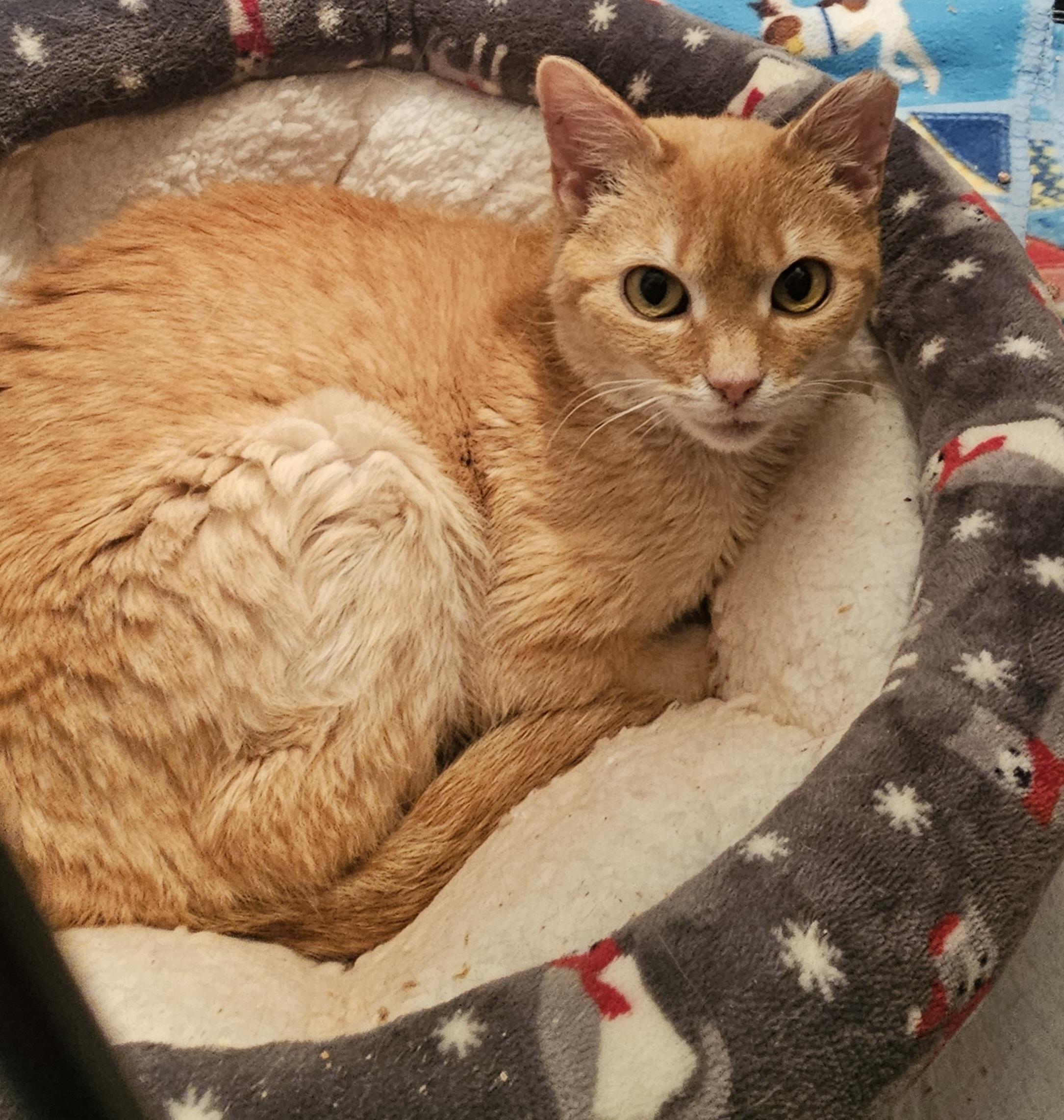 Enlarge Amy, a Adoptable Domestic Short Hair in Pittsburgh, PA image 4/6