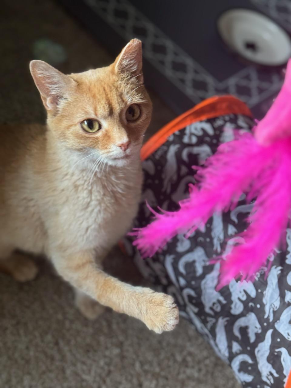 Enlarge Amy, a Adoptable Domestic Short Hair in Pittsburgh, PA image 6/6