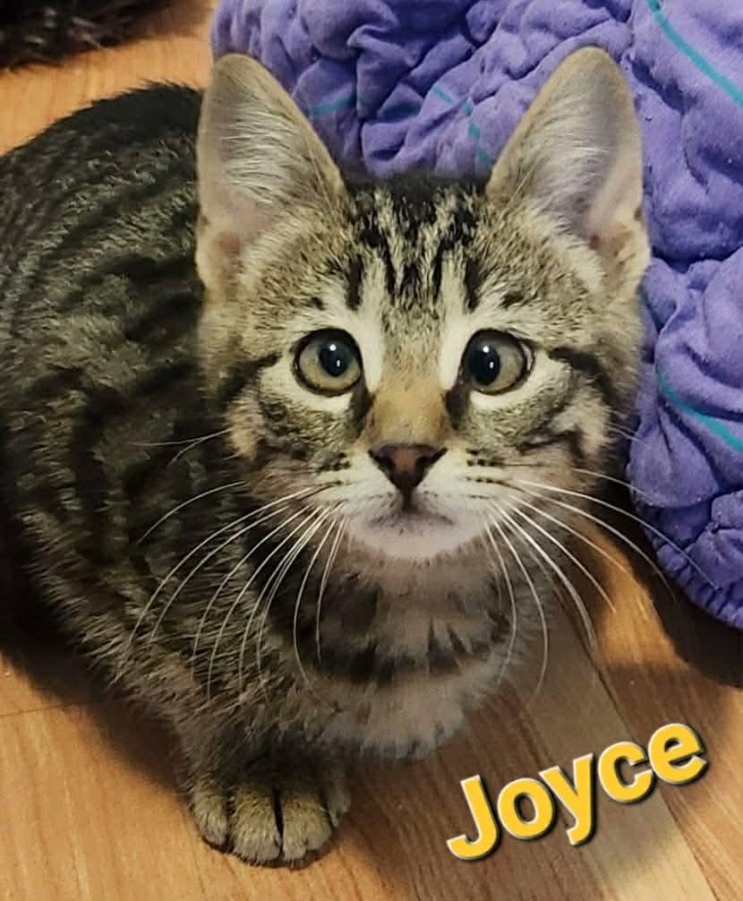 Joyce, adopted, Kitten Female Domestic Short Hair.