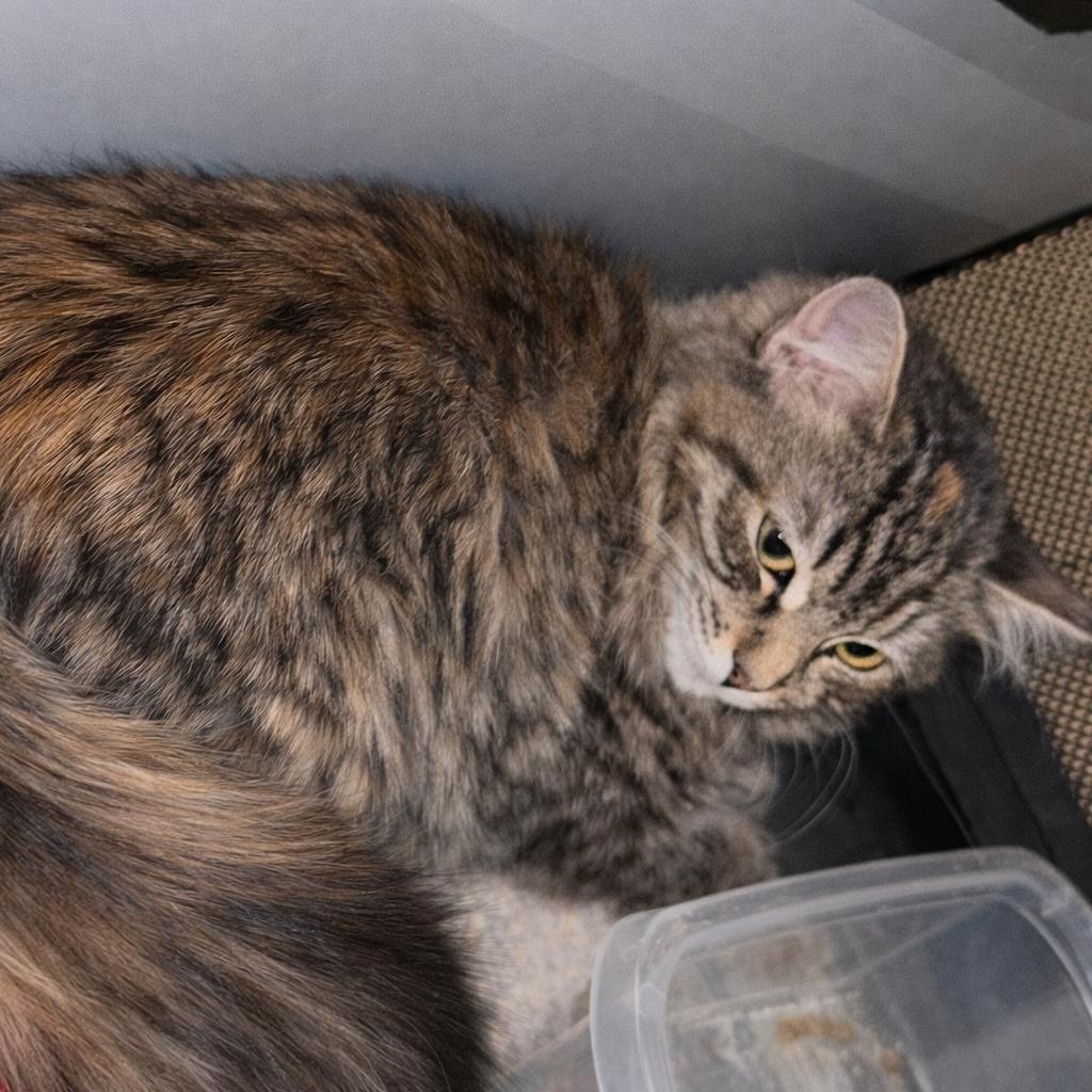 Sophia, Adopted, Kitten Female Maine Coon & Domestic Long Hair.