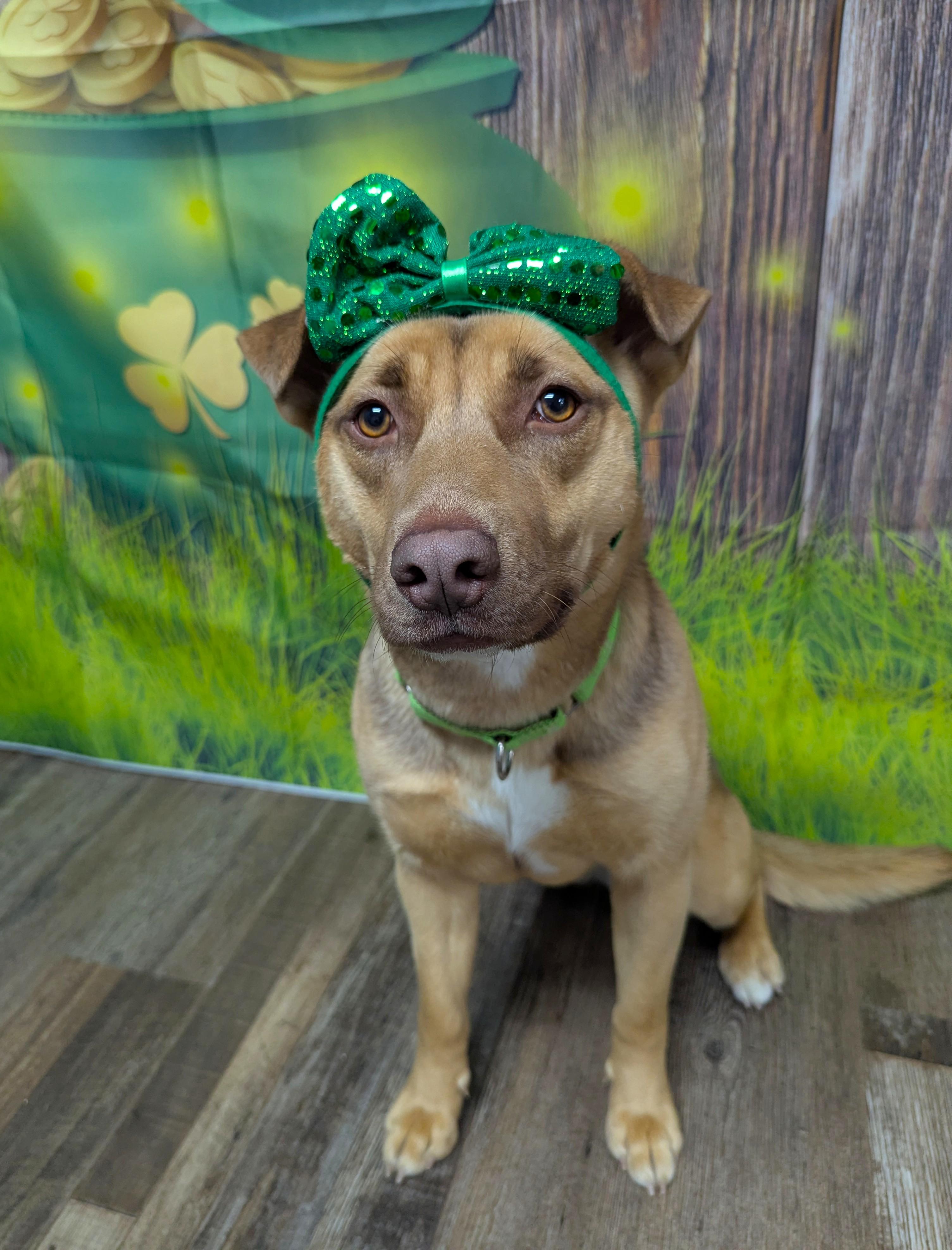 Dixie, Adoptable, Young Female Mixed Breed.