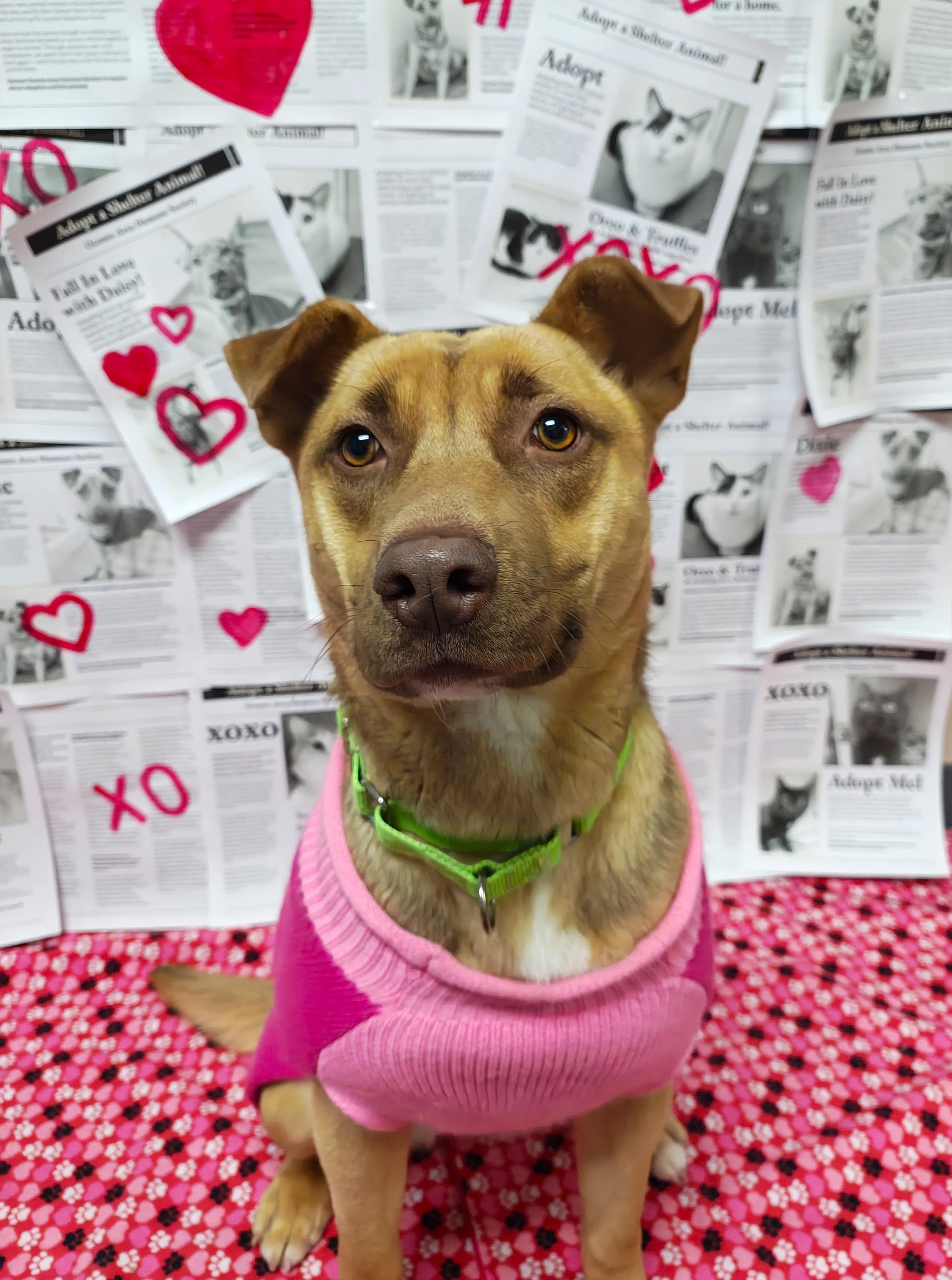 Dixie, Adoptable, Young Female Mixed Breed.