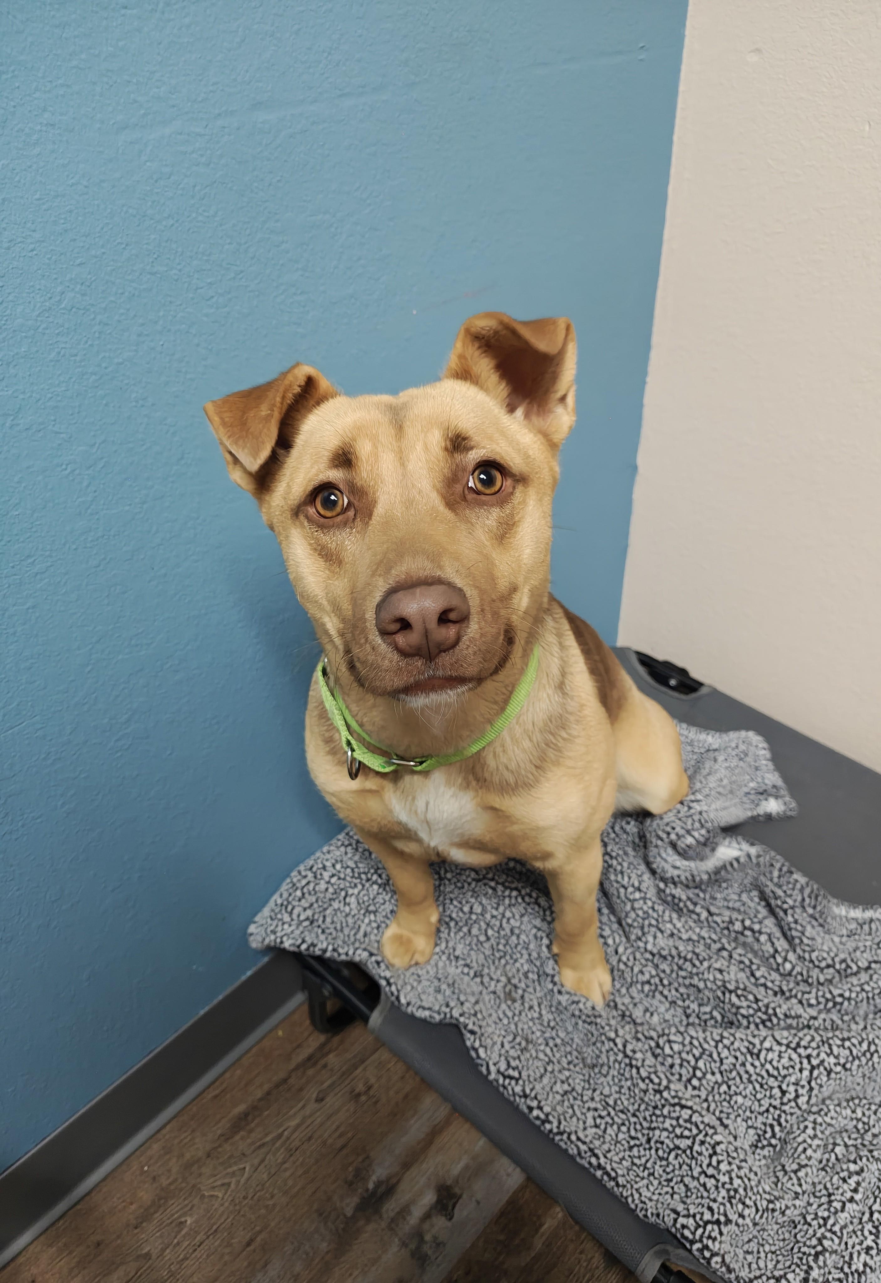 Dixie, a Adoptable Mixed Breed in Oconto, WI image 1/5