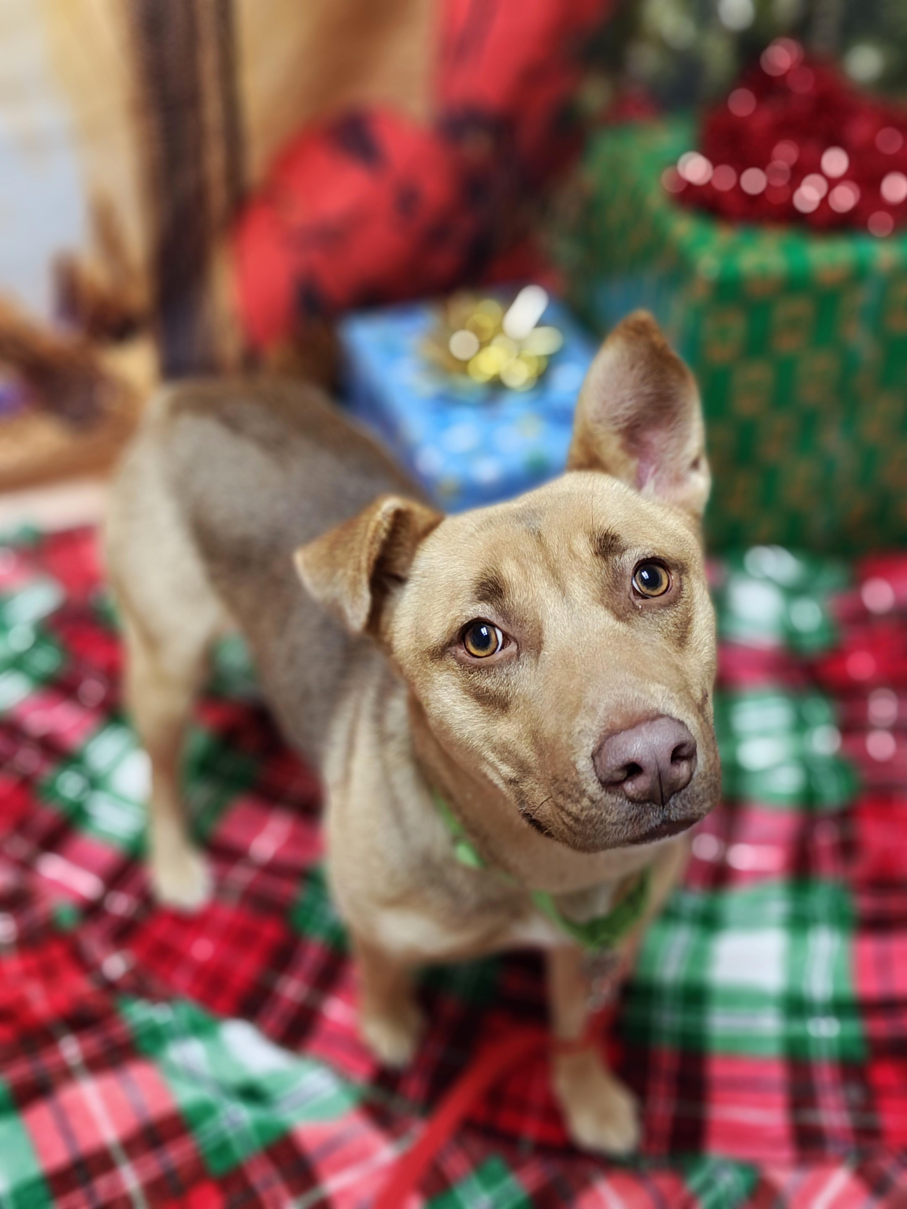 Dixie, Adoptable, Young Female Mixed Breed.