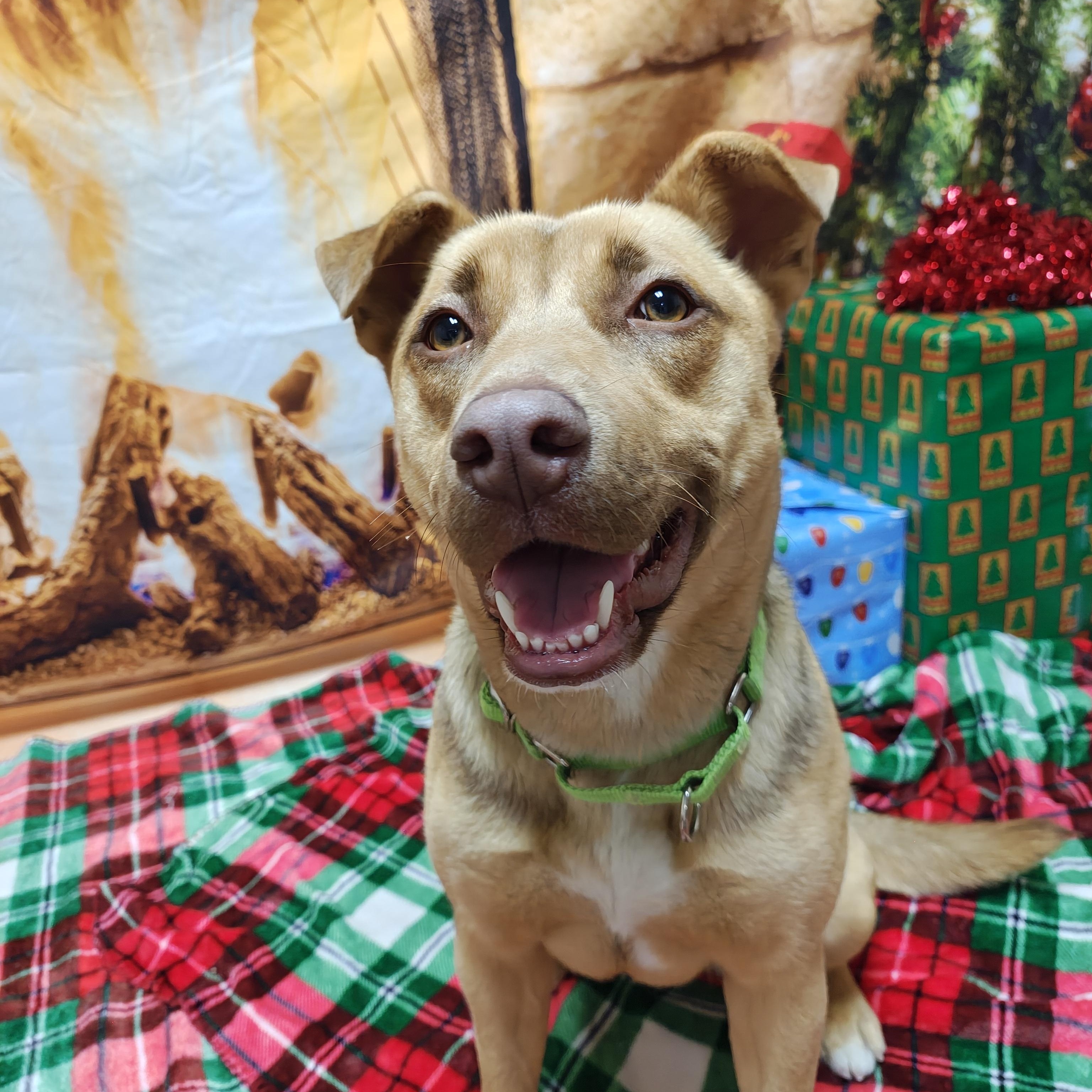 Dixie, Adoptable, Young Female Mixed Breed.