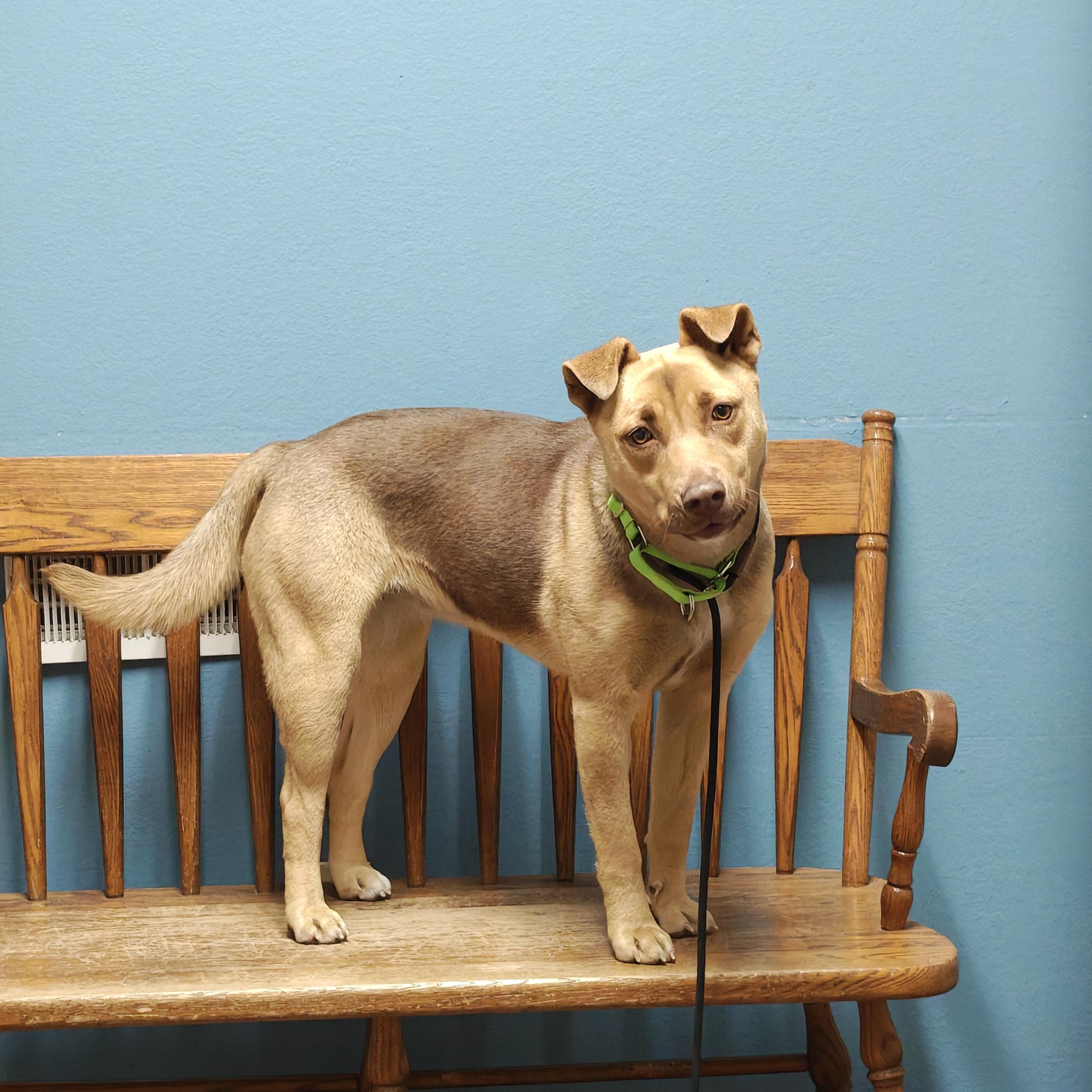 Dixie, a Adoptable Mixed Breed in Oconto, WI image 4/5